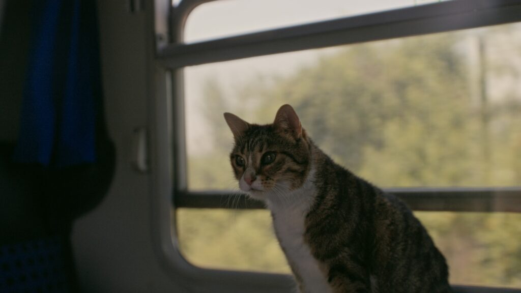 18_NTO_Nachtrag_Katze