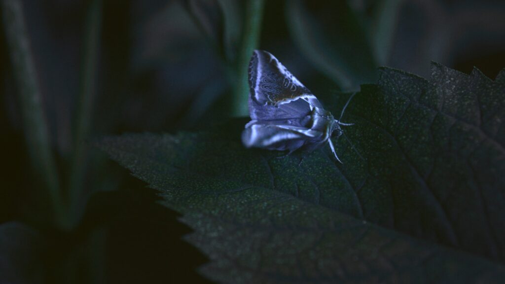 1_NTS_stills_1.110.1 2