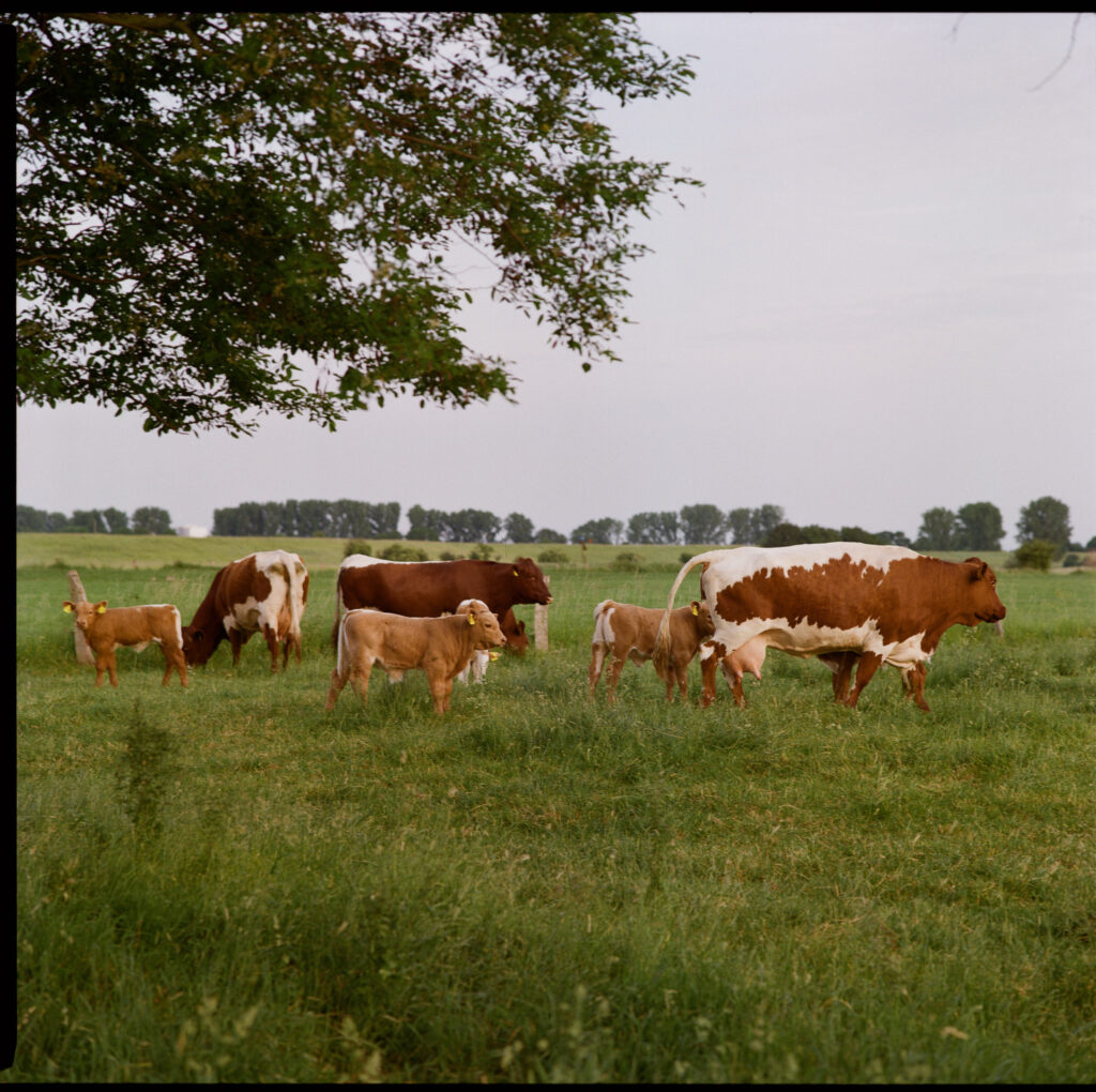 2605_Niederrhein_Analog_ŁK-000094980007