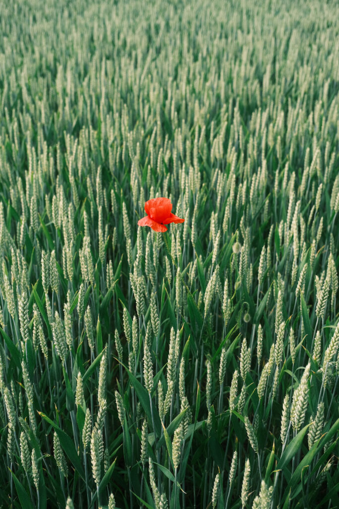 2607_NRW_Ruhrtal_ŁK_2991